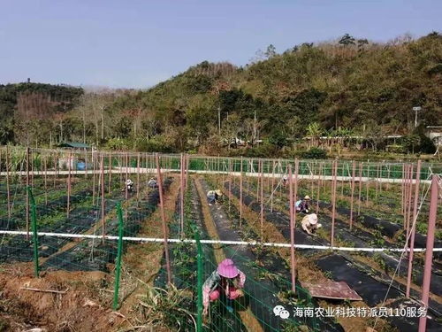 五指山市科技特派員 防疫生產(chǎn)兩手抓，農(nóng)技服務(wù)助振興