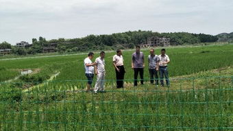 萬名農(nóng)業(yè)科技人員服務(wù)現(xiàn)代農(nóng)業(yè)，省級專家深入邵東助力農(nóng)業(yè)園藝發(fā)展