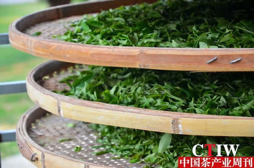 科技賦能茶產(chǎn)業(yè) 湖南農(nóng)大園藝學(xué)院博士團(tuán)赴福田茶場開展技術(shù)示范與服務(wù)